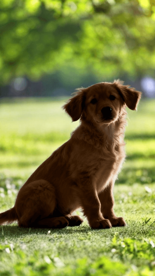 bria/generate-background